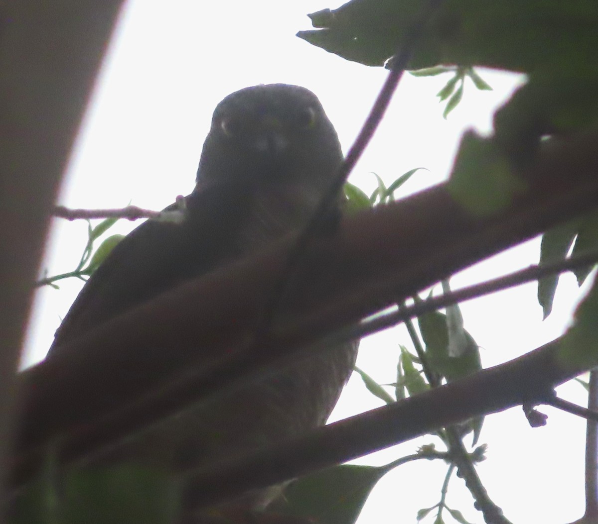 Accipiter sp. - ML496196281