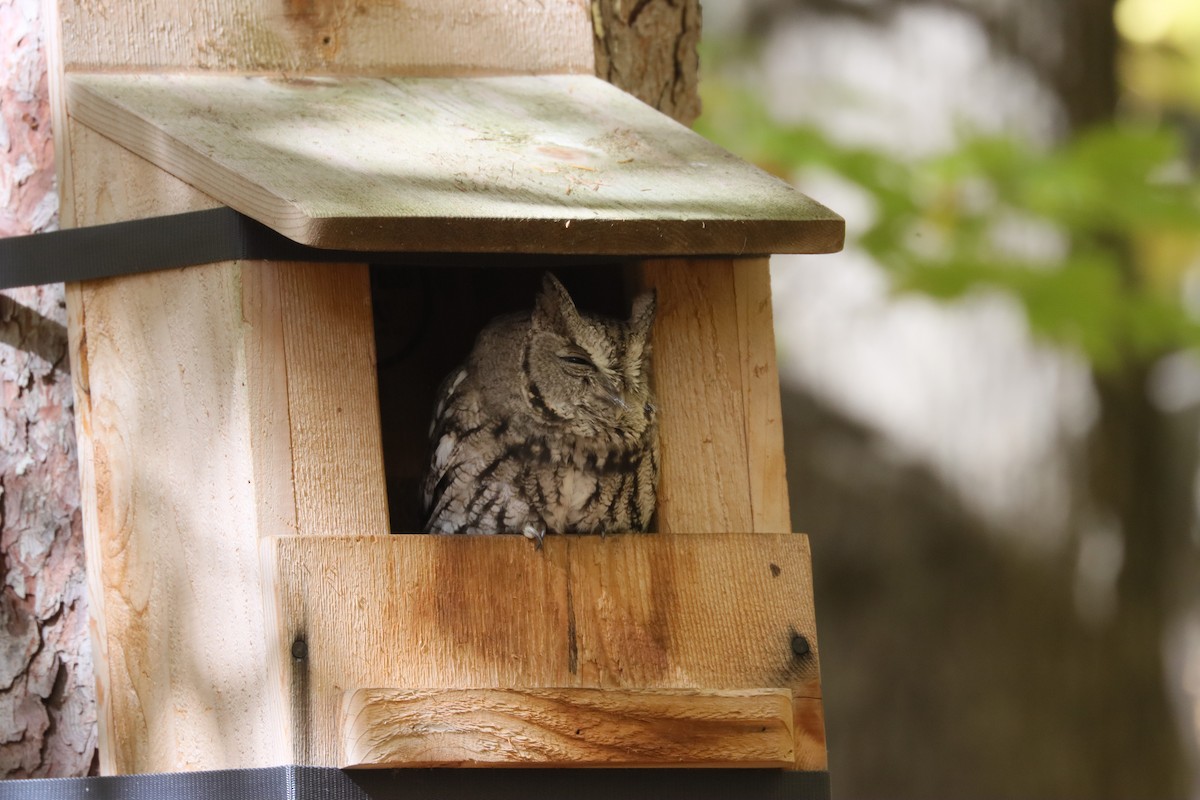 Eastern Screech-Owl - ML496197071