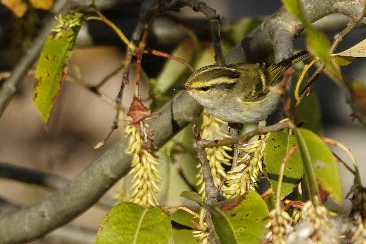 Pallas's Leaf Warbler - ML496197651