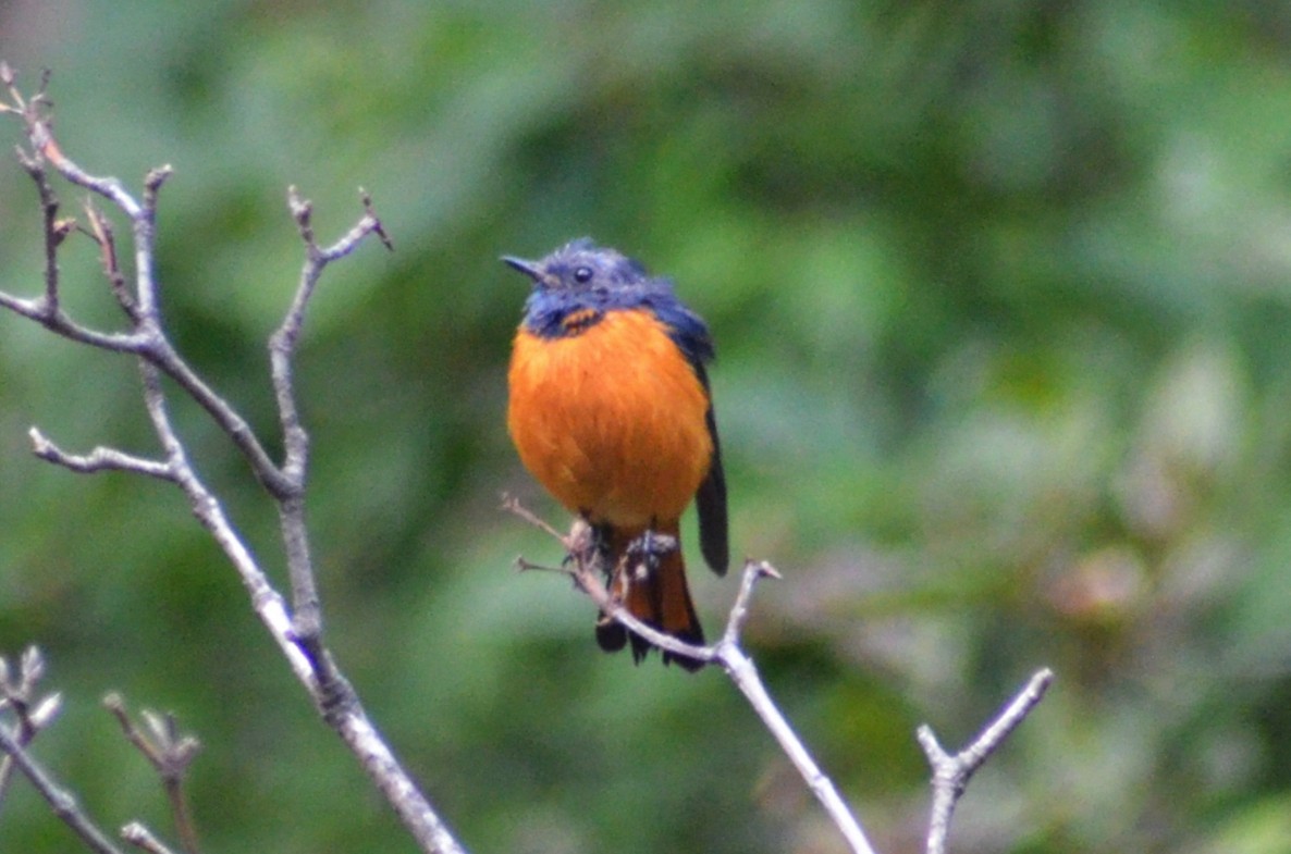 Blue-fronted Redstart - ML496198571