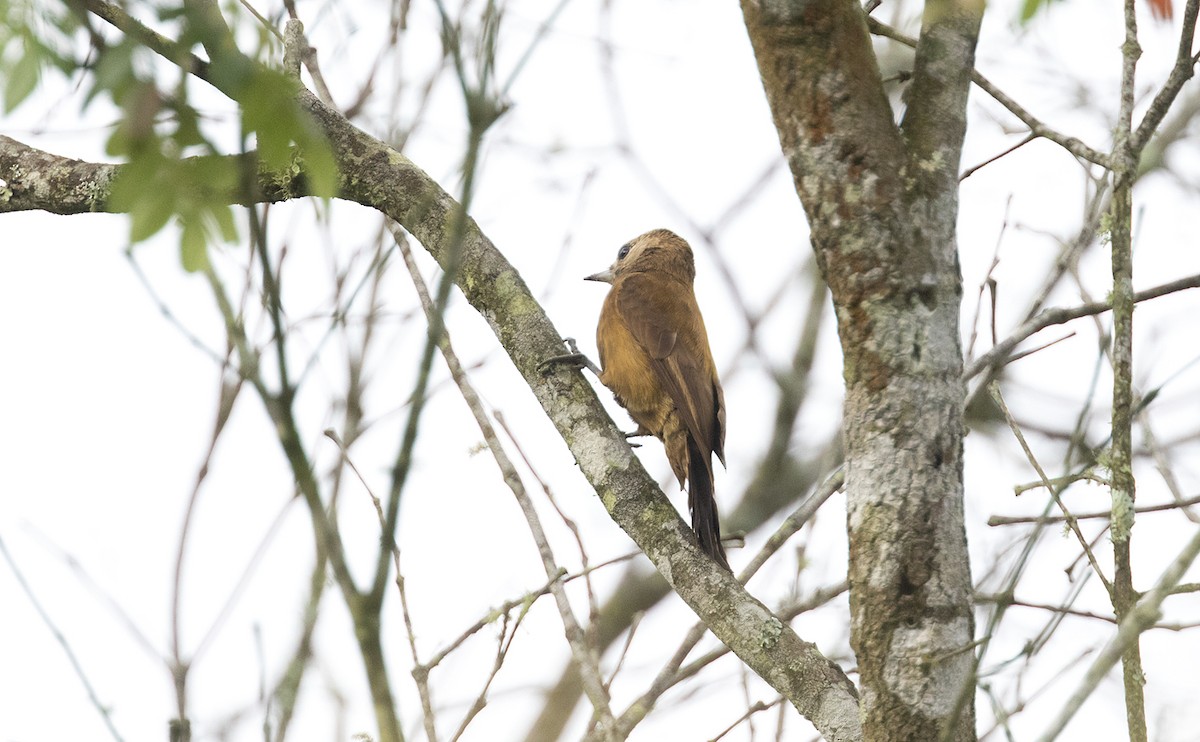 Smoky-brown Woodpecker - ML496198831