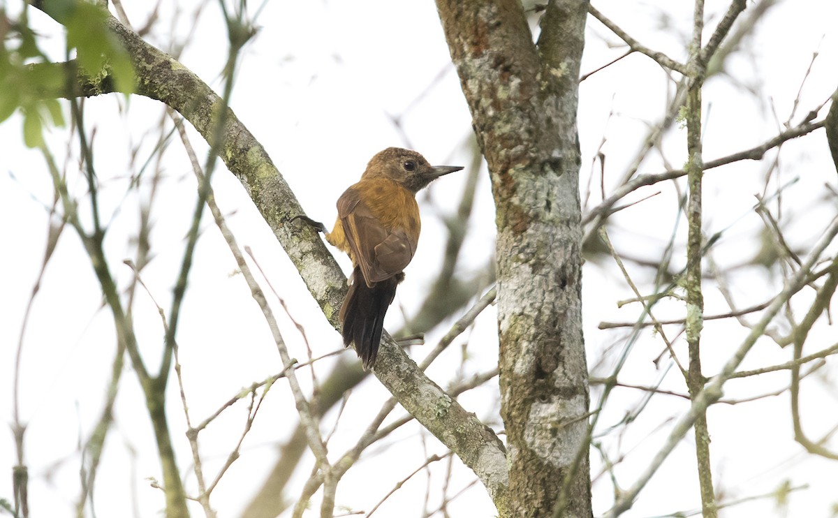 Smoky-brown Woodpecker - ML496198841