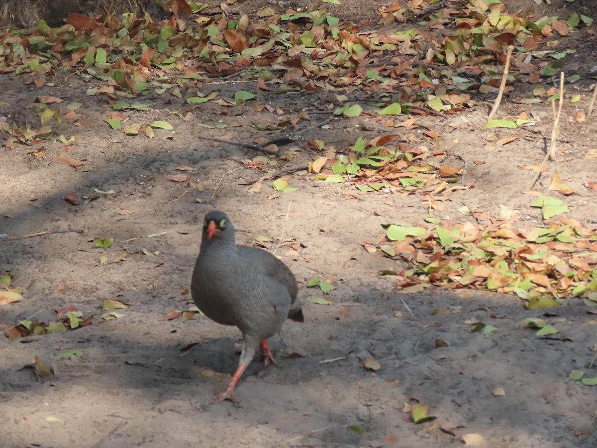 Red-billed Spurfowl - ML496199081