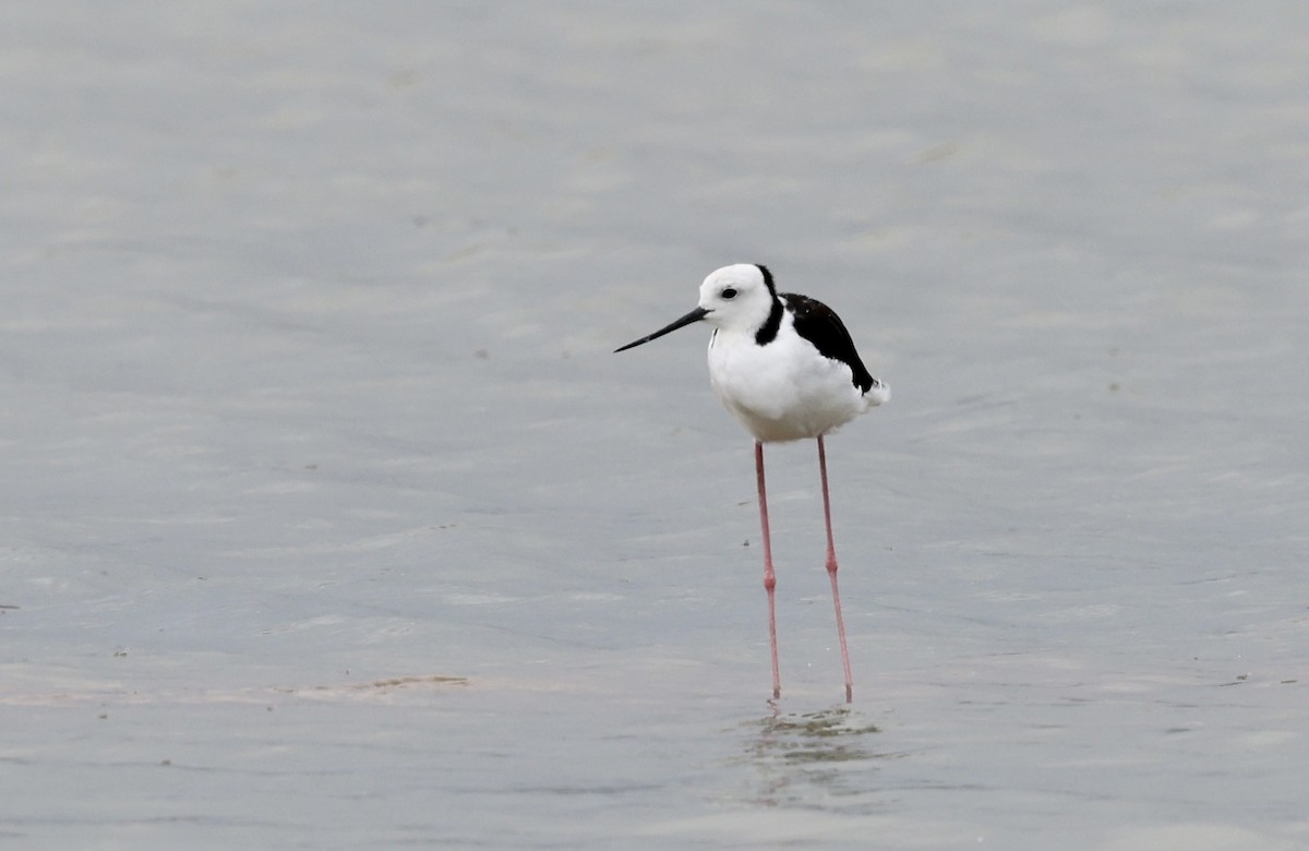 Pied Stilt - Juan martinez