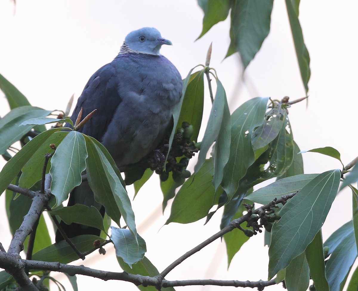 pigeon/dove sp. - ML496200801