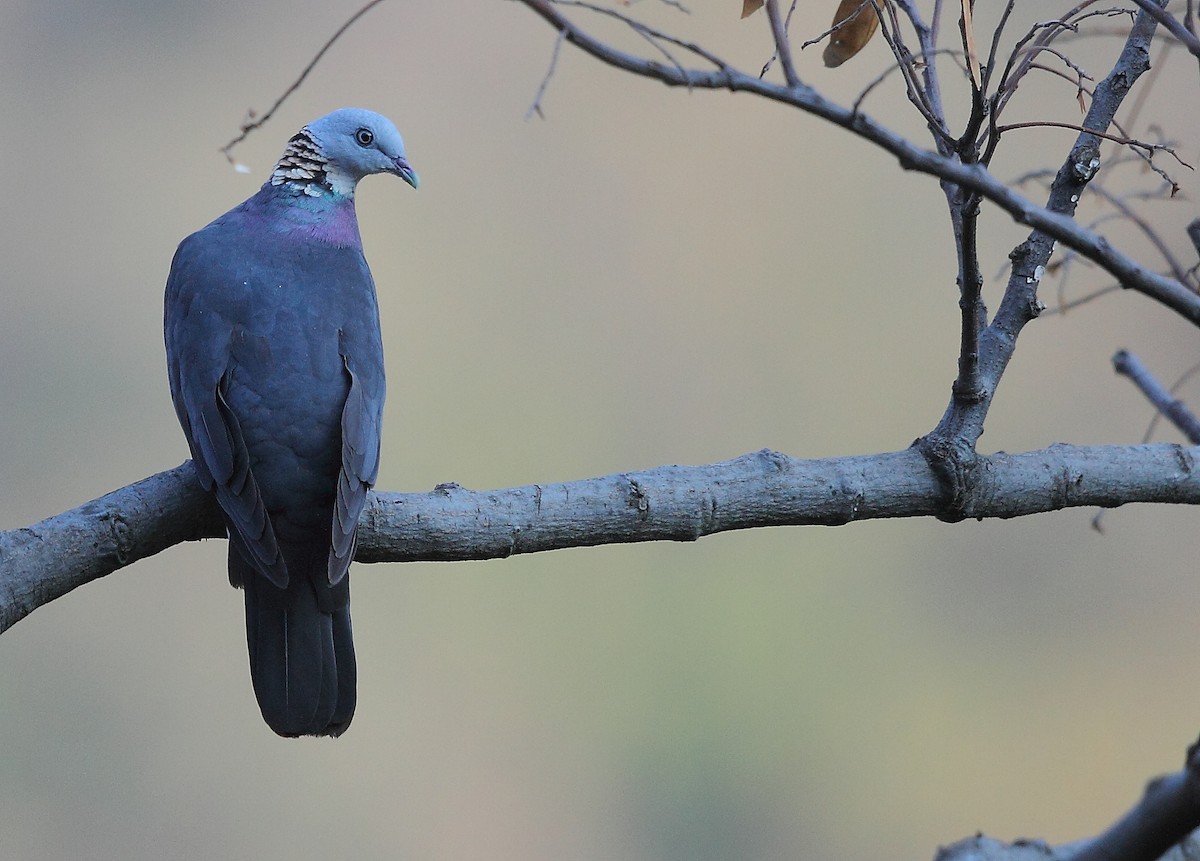 ub. due (Columbidae sp.) - ML496200811