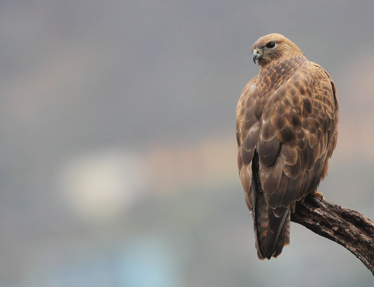 Himalayan Buzzard - ML496200821