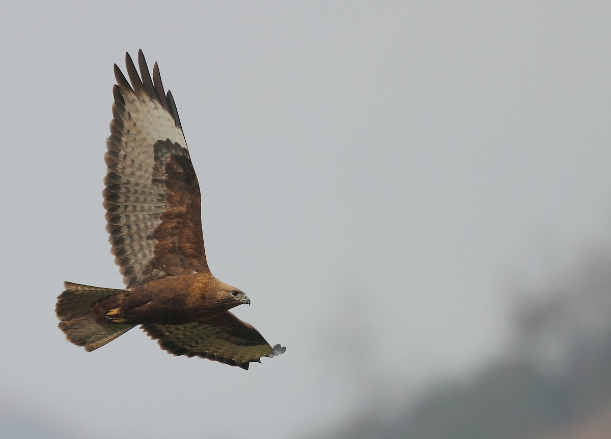 Himalayan Buzzard - Krishnan Sivasubramanian