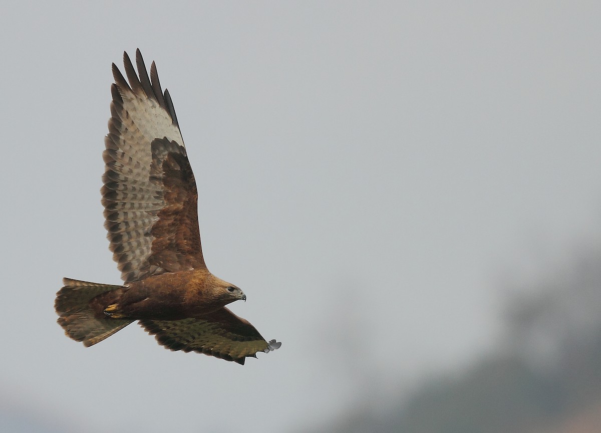 Himalayan Buzzard - ML496200831