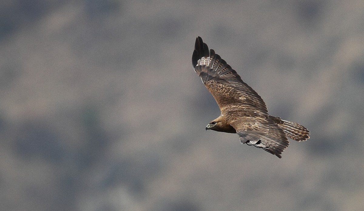 Himalayan Buzzard - ML496200841