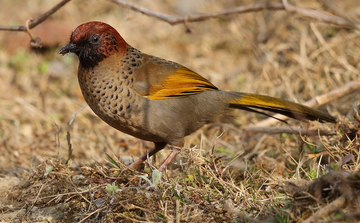 Chestnut-crowned Laughingthrush - ML496200851