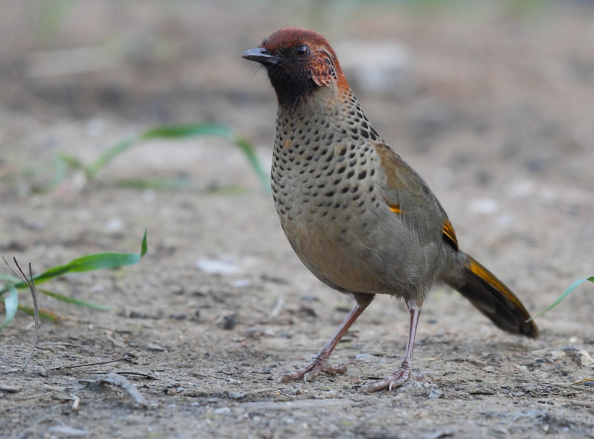 Chestnut-crowned Laughingthrush - ML496200861