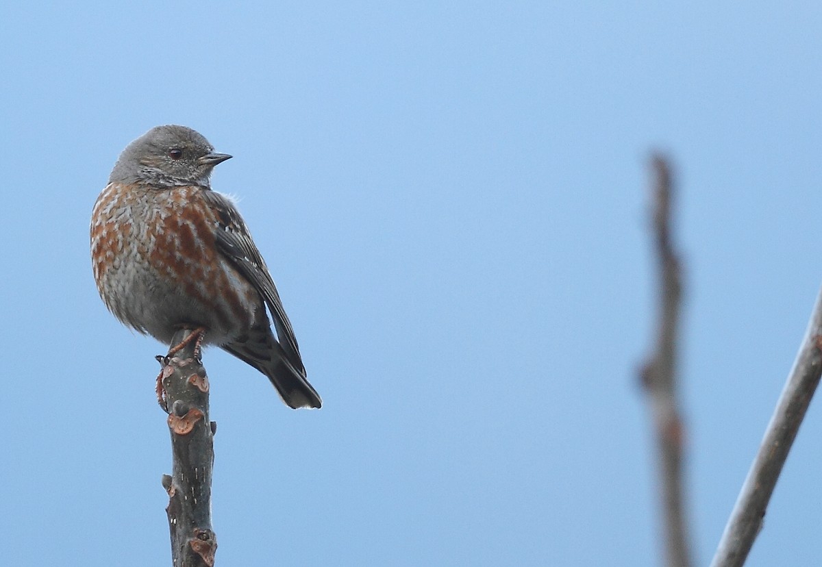 Altai Accentor - ML496200881