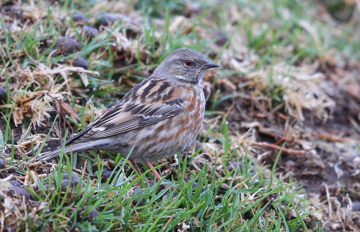 Altai Accentor - ML496200891