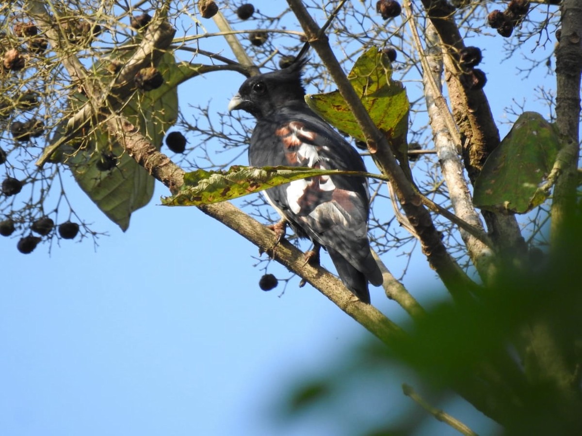 Black Baza - ML496201111