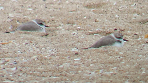 Snowy Plover - Chris Morrison