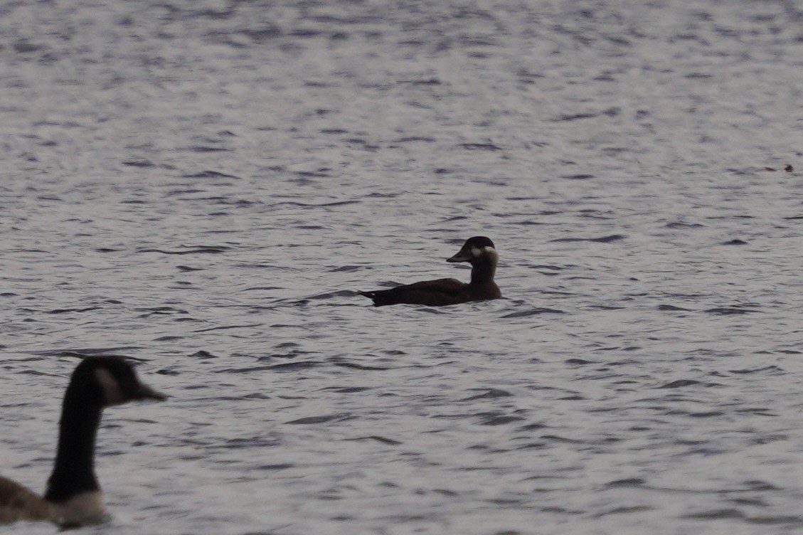Surf Scoter - ML496203001