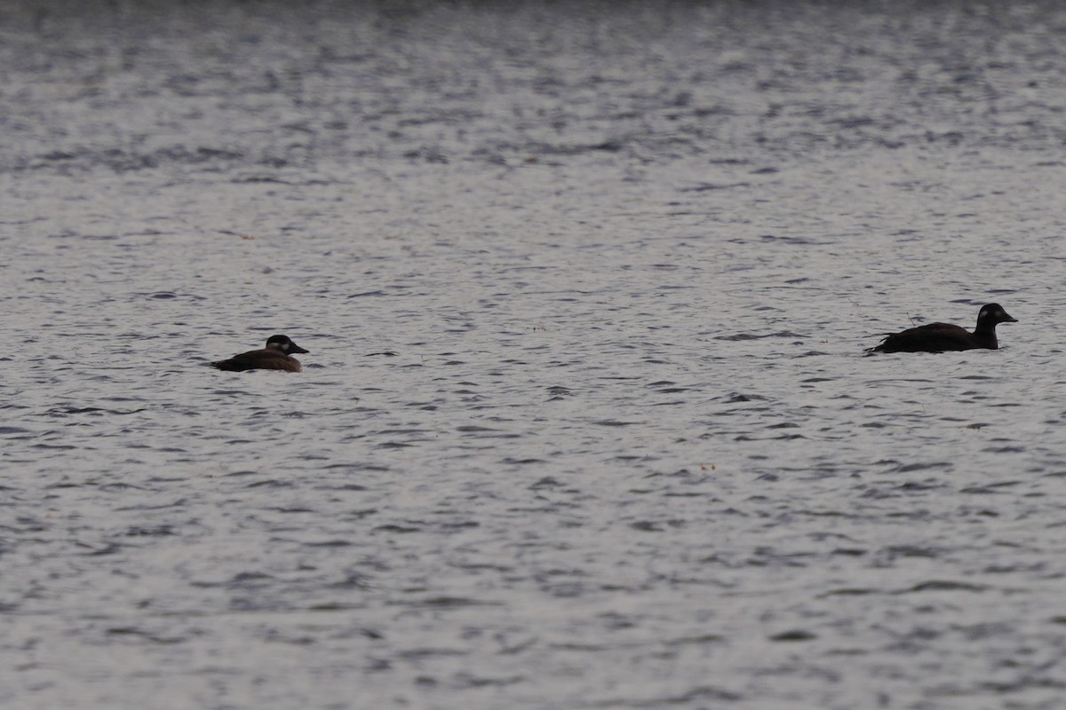 Surf Scoter - ML496203011