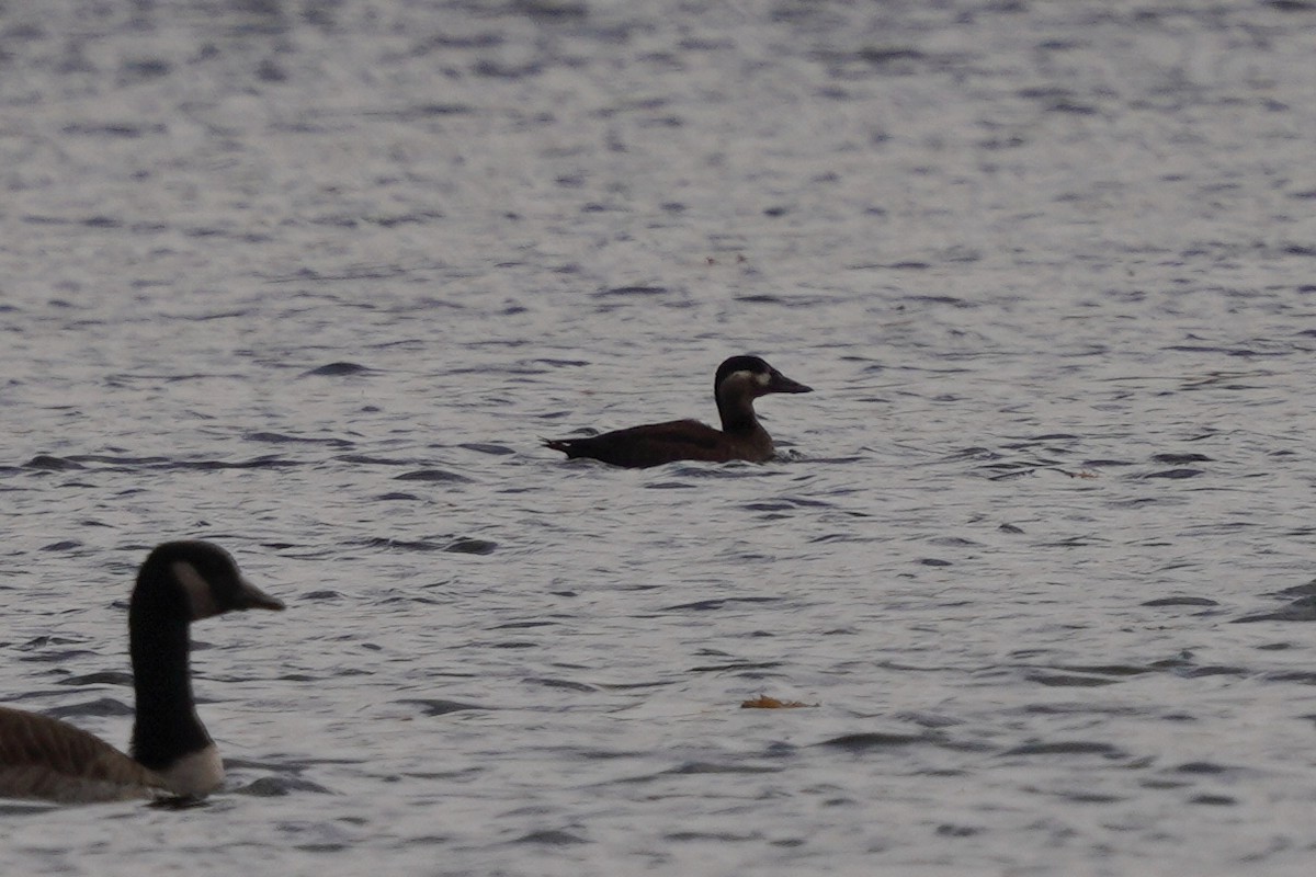 Surf Scoter - ML496203021