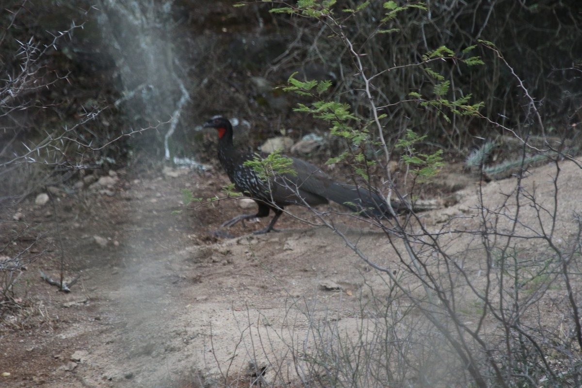 Yungas Guan - Joan and/or George Sims