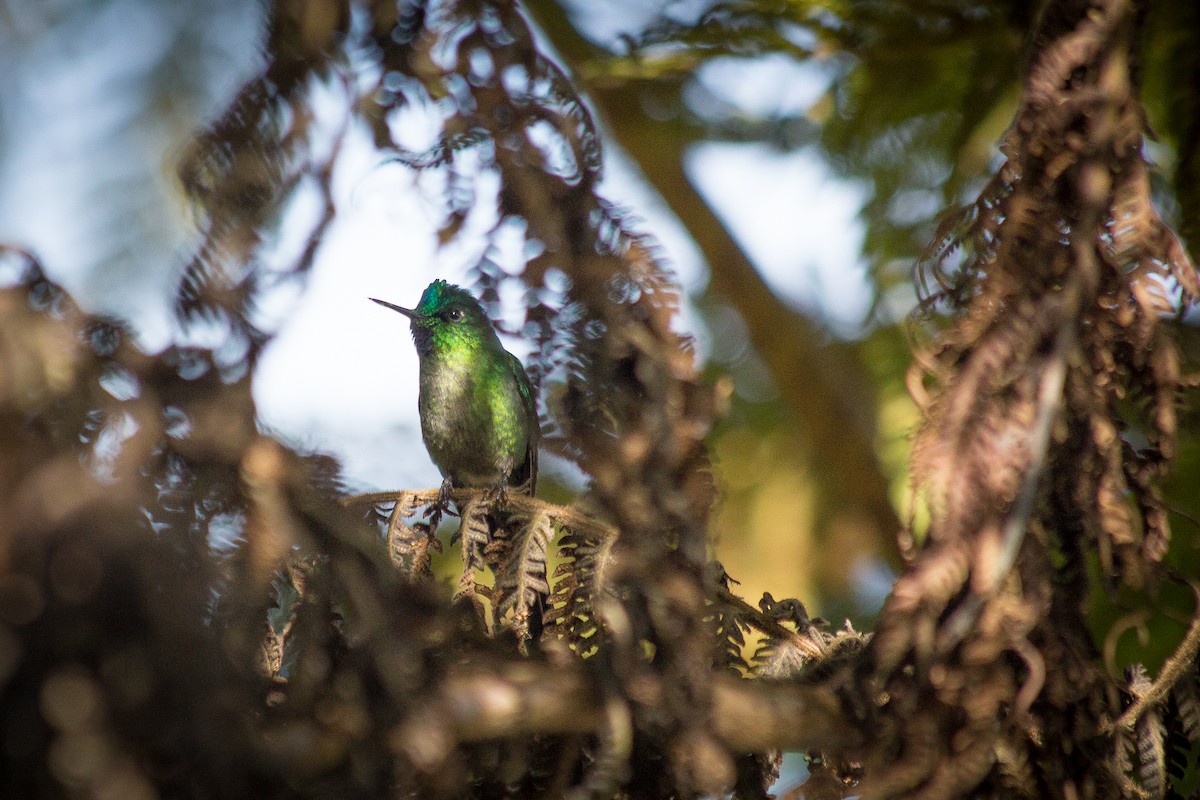 Long-tailed Sylph - Chantelle du Plessis (Andes EcoTours)