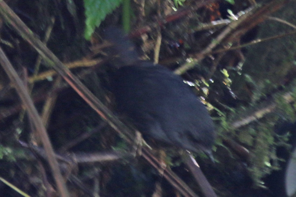 Trilling Tapaculo - ML496206421