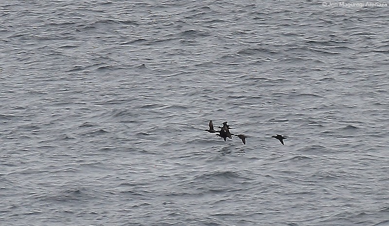 Common Scoter - ML496207361