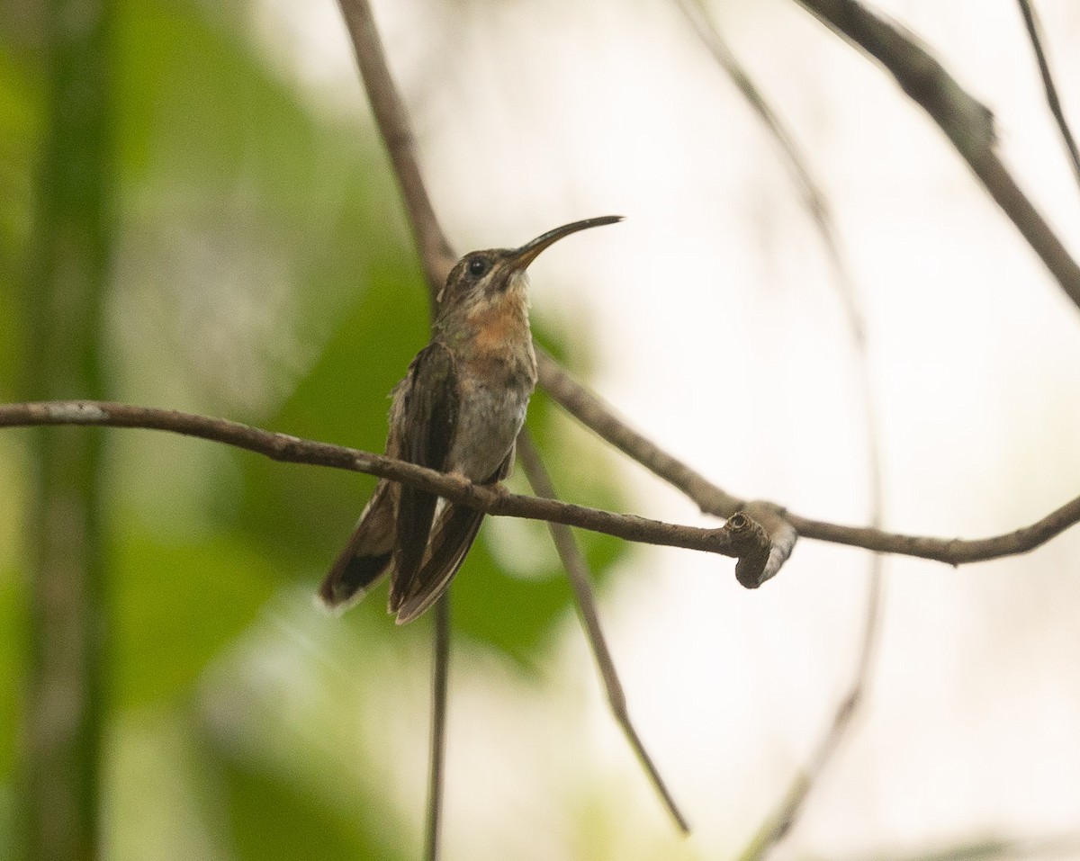 Rufous-breasted Hermit - ML496207711