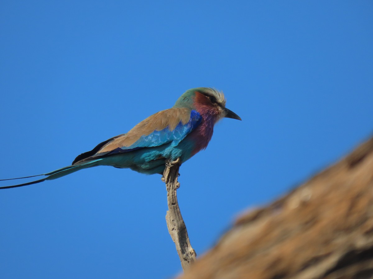 Lilac-breasted Roller - ML496209451