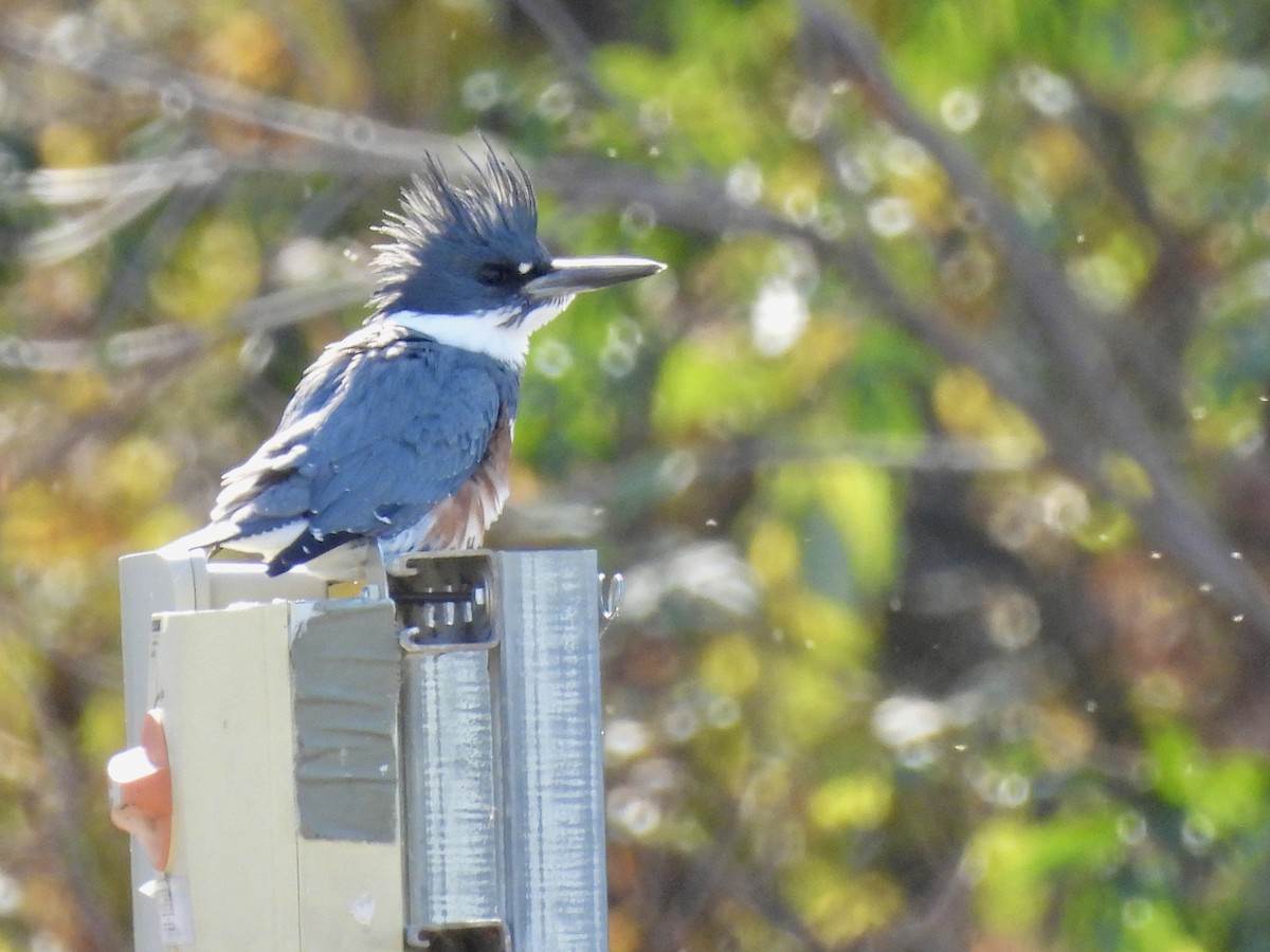 Belted Kingfisher - ML496210281