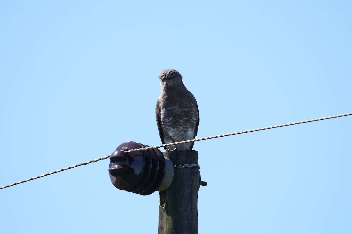 Fasciated Snake-Eagle - ML496210371