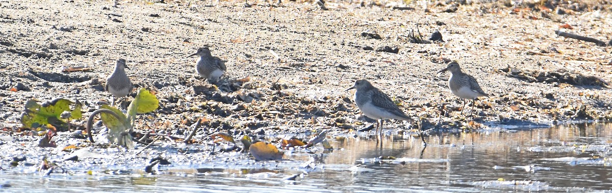 Pectoral Sandpiper - ML496210791