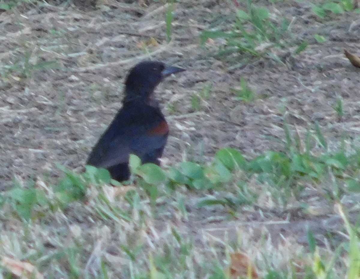 Variable Oriole - ML496211081