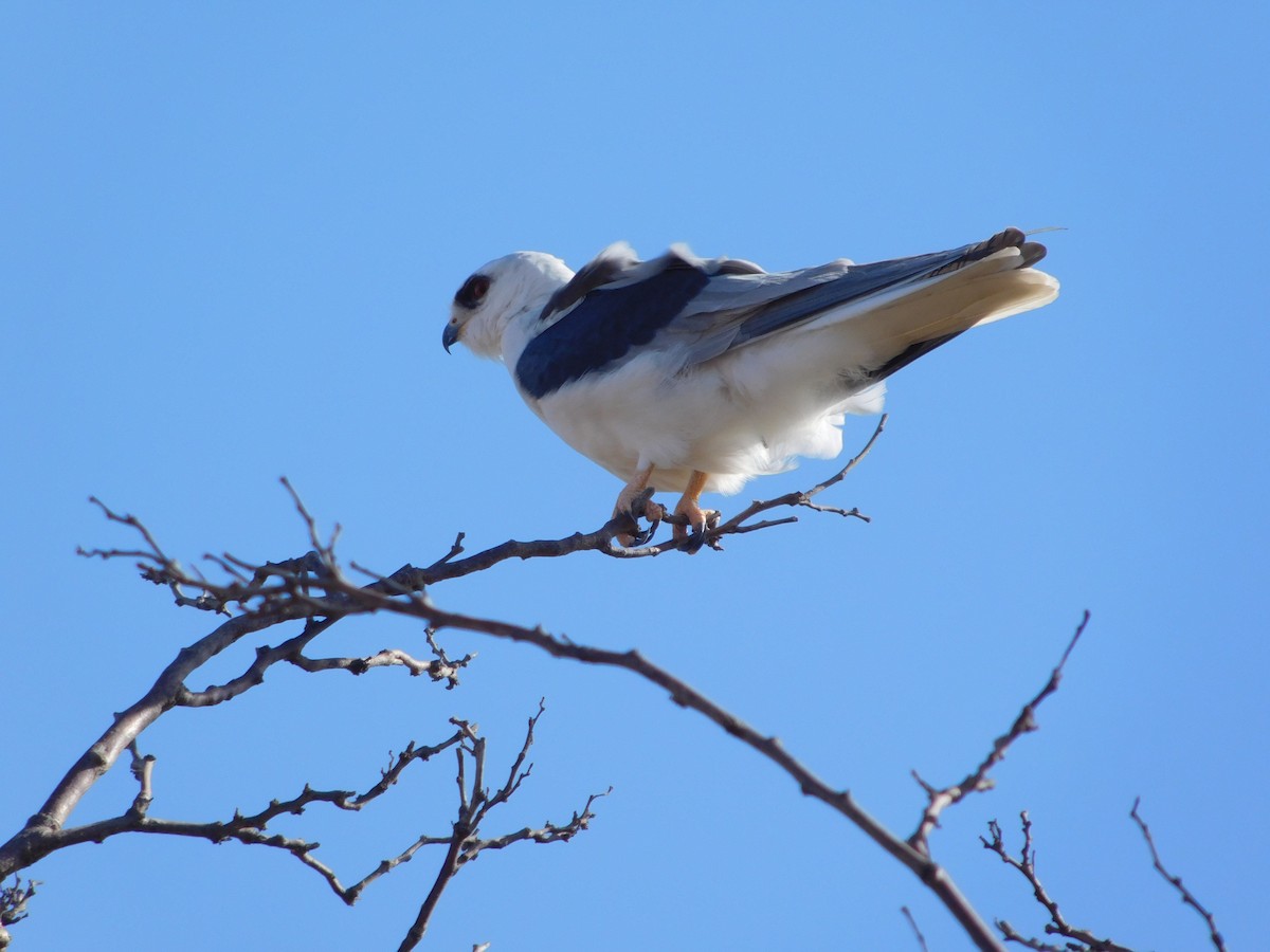 White-tailed Kite - ML496211421