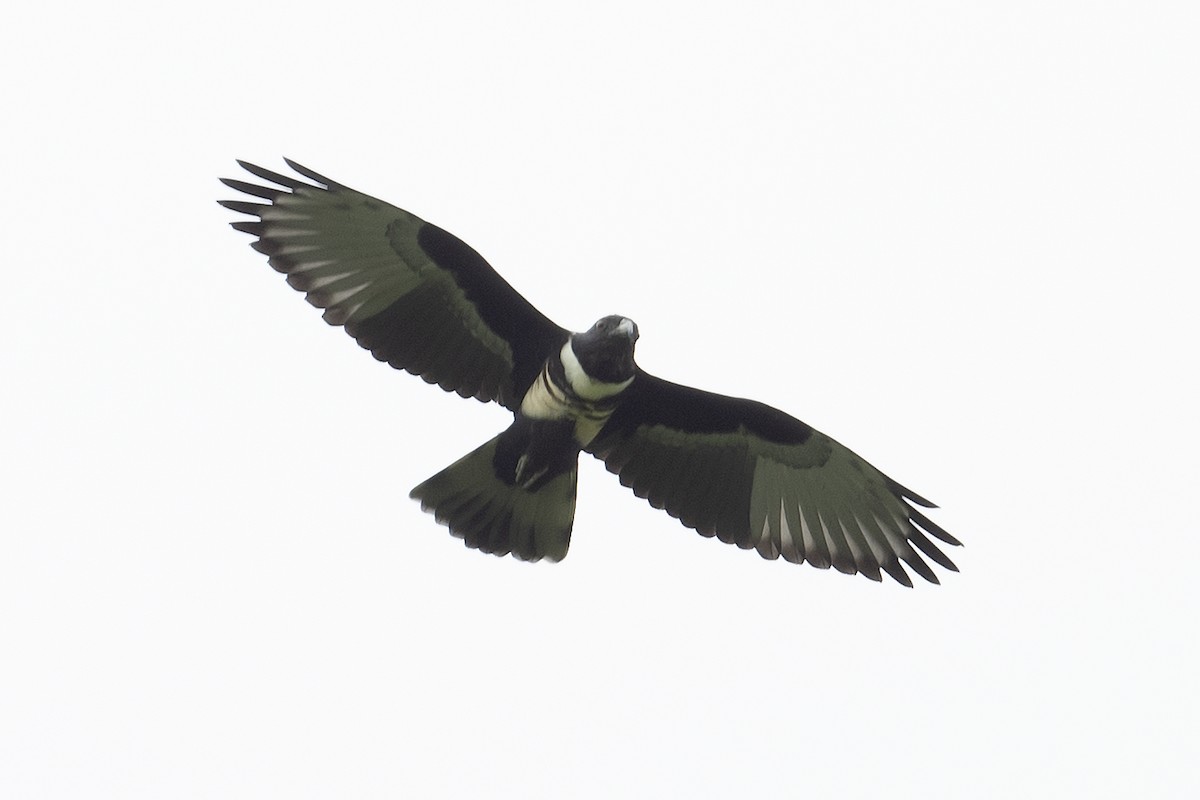 Black Baza - ML496211801