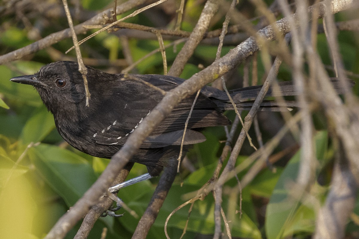 Mato Grosso Antbird - Scott Young