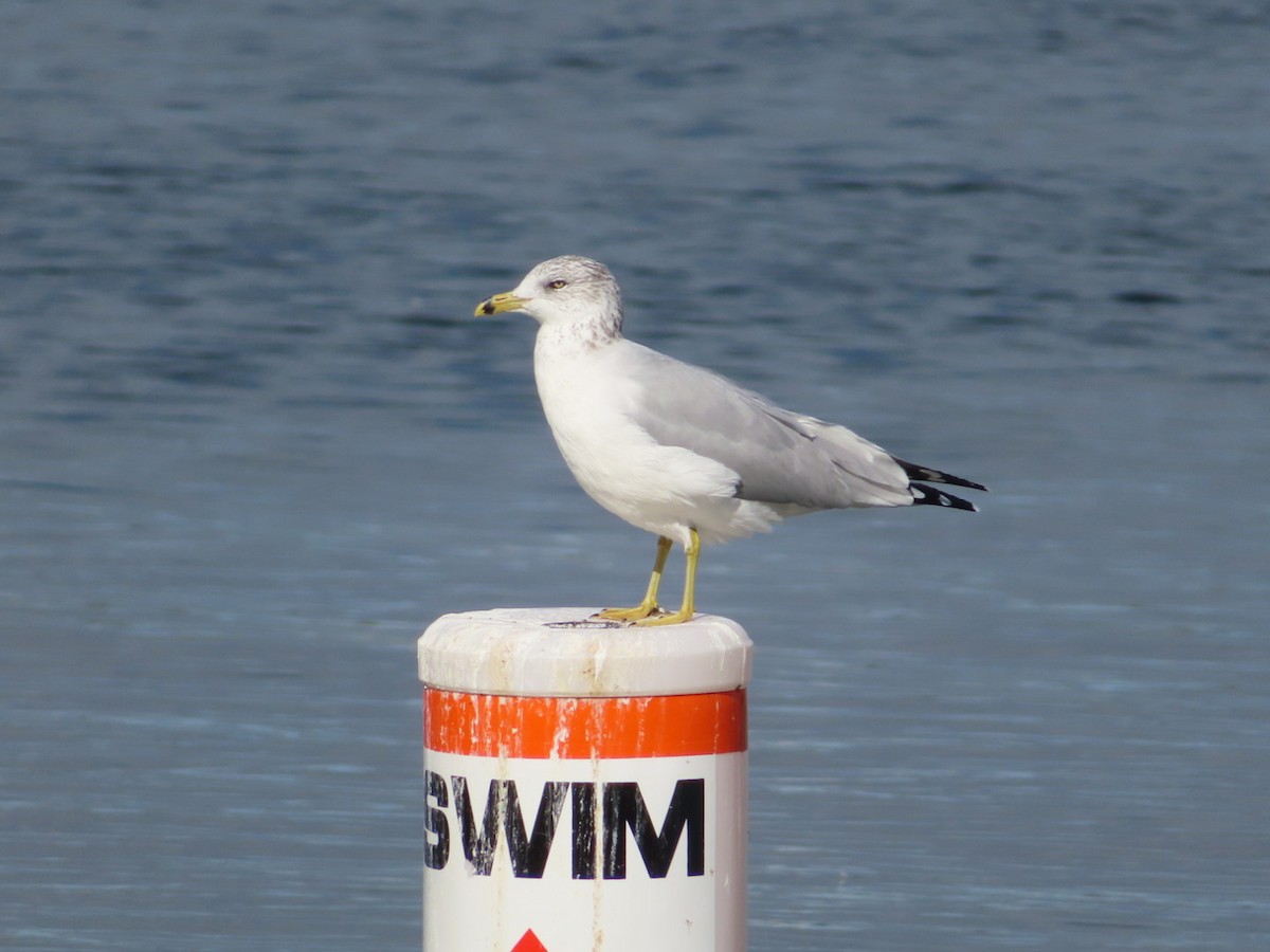 Ring-billed Gull - ML496214781