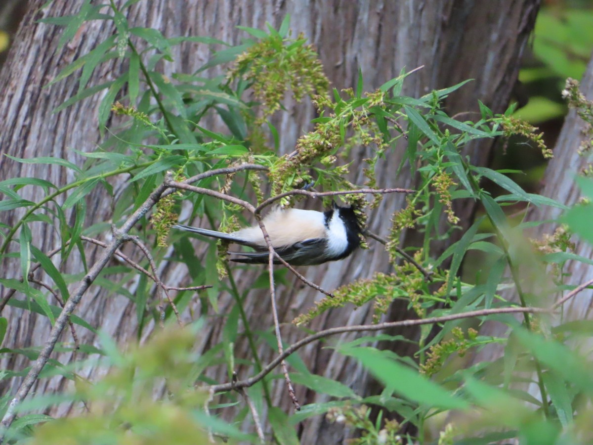 Black-capped Chickadee - ML496214841