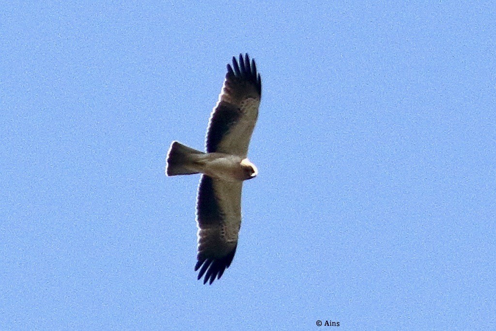 Booted Eagle - ML496215831