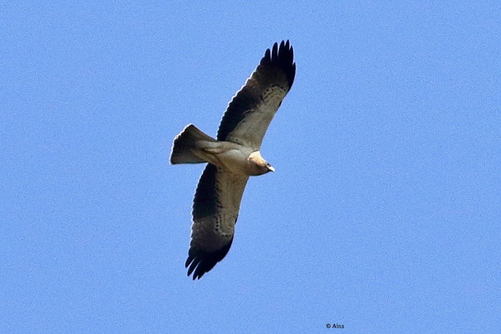 Booted Eagle - ML496215841