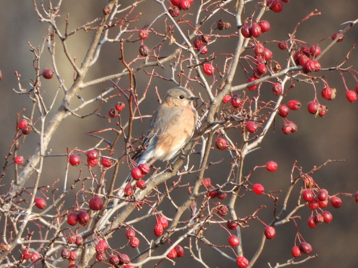 Eastern Bluebird - ML496216991