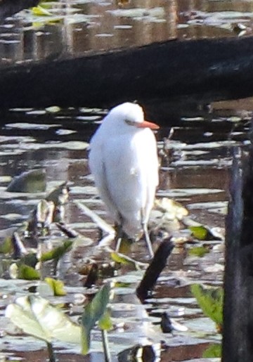 Western Cattle Egret - ML496217021