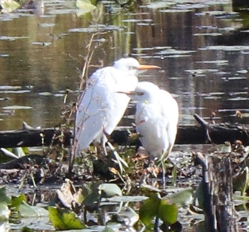 Western Cattle Egret - ML496217041