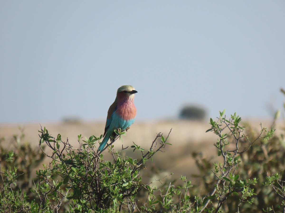 Lilac-breasted Roller - ML496218221