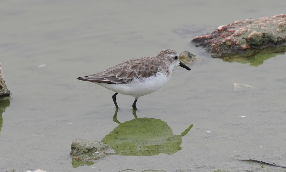 Semipalmated Sandpiper - ML496221071