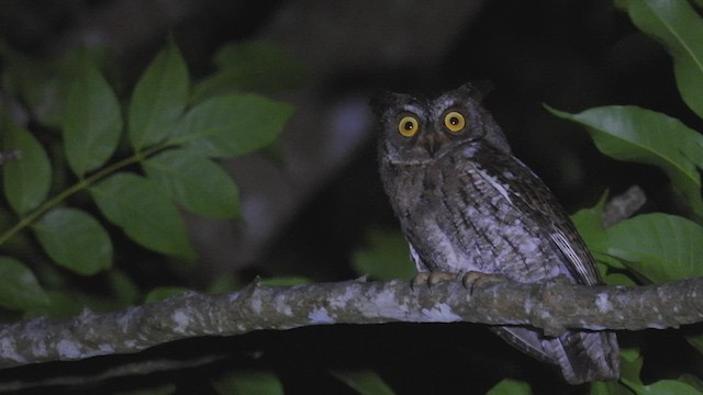 Rinjani Scops-Owl - ML496221191