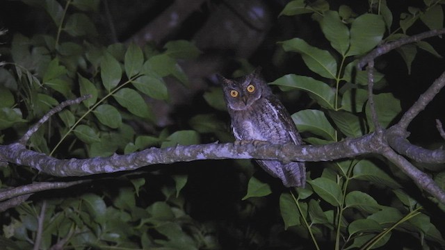 Rinjani Scops-Owl - ML496221201