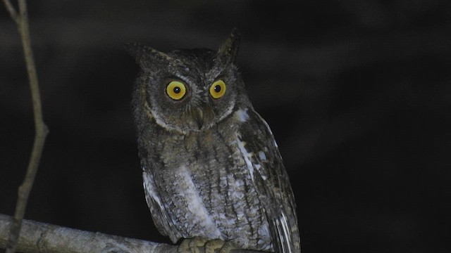 Rinjani Scops-Owl - ML496221211