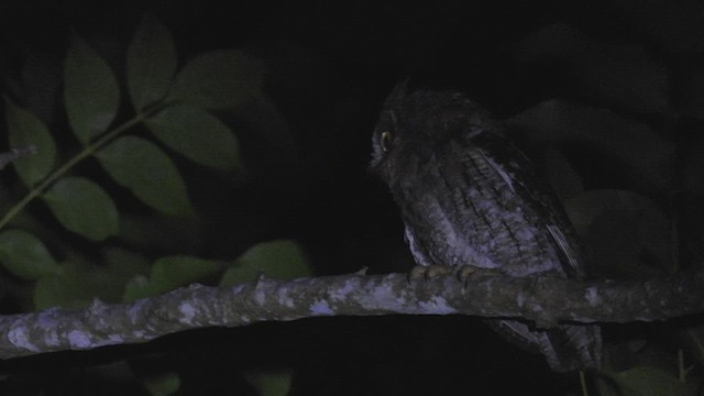 Rinjani Scops-Owl - ML496221231