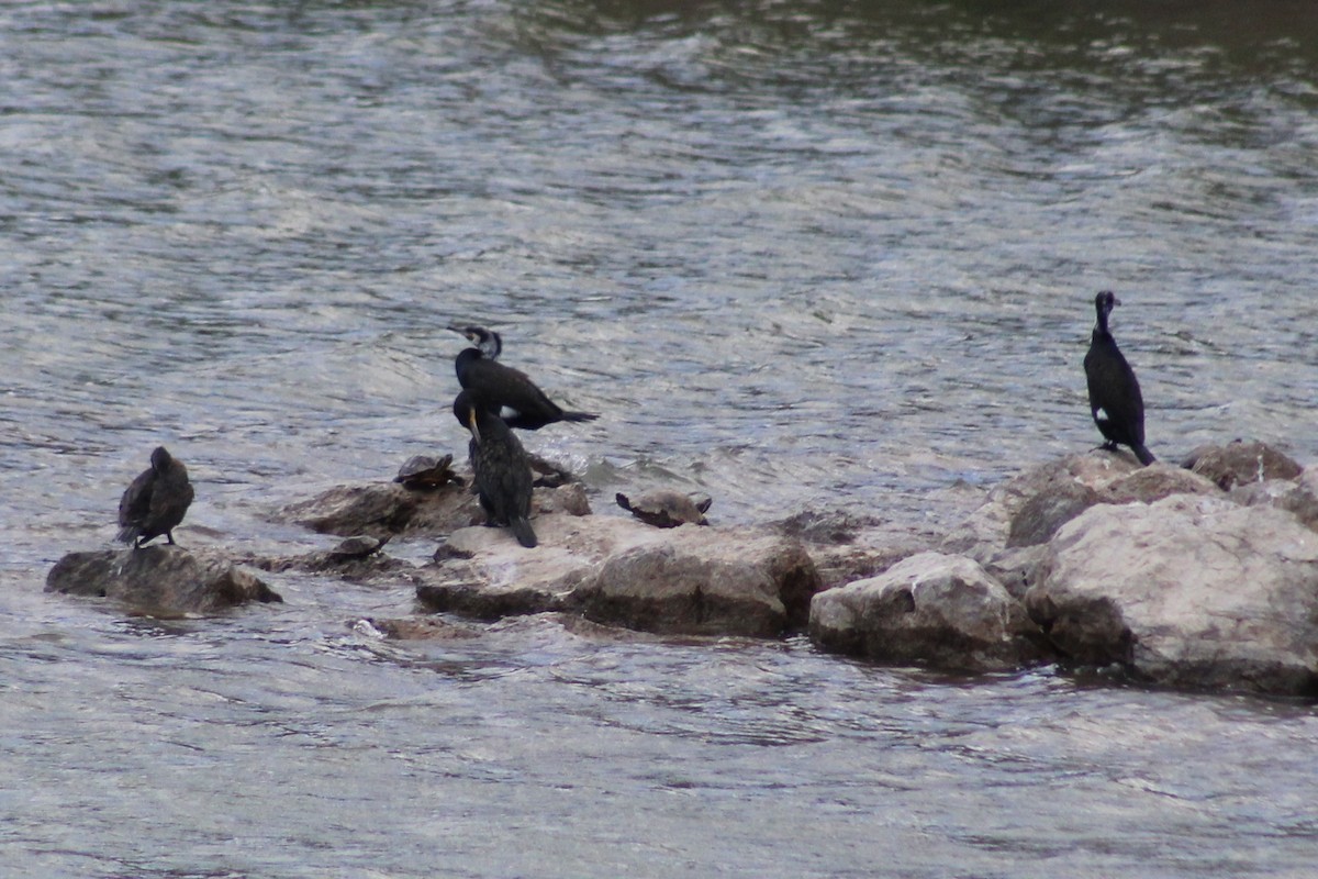 Great Cormorant - ML496221461